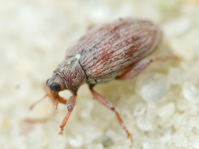 Curculionidae Latreille, 1802
